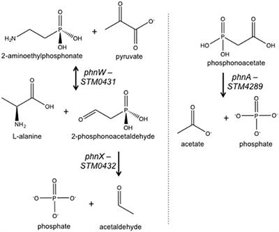 A Salmonella Regulator Modulates Intestinal Colonization and Use of <mark class="highlighted">Phosphonoacetic Acid</mark>